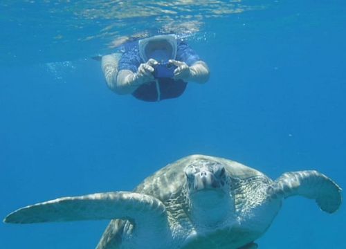 Full-Day Snorkeling Trip and Swimming with Turtles and Dugongs from Soma Bay