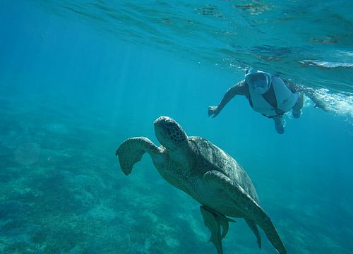 Visos dienos snorkeling kelionė ir plaukimas su vėžliais ir Dugongs iš Makadi įlankos 