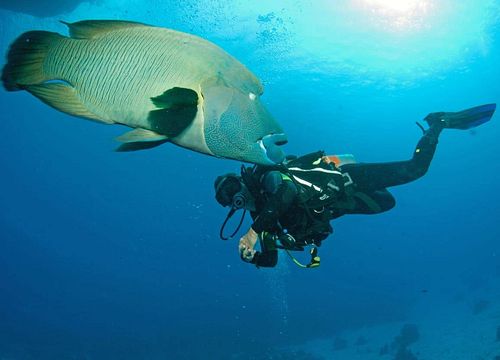 Intro Diving Makadi Bay: Discover Scuba Diving & Introductory Dive