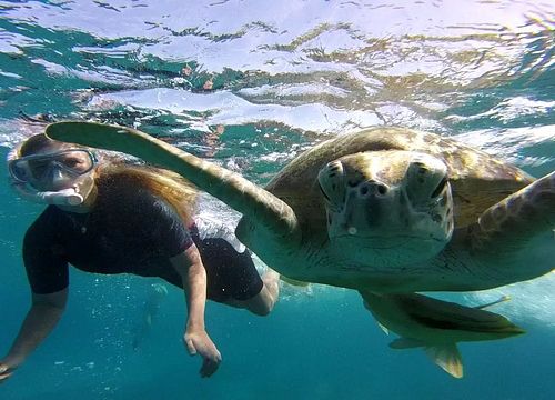 Full-Day Snorkeling Trip and Swimming with Turtles and Dugongs from Hurghada