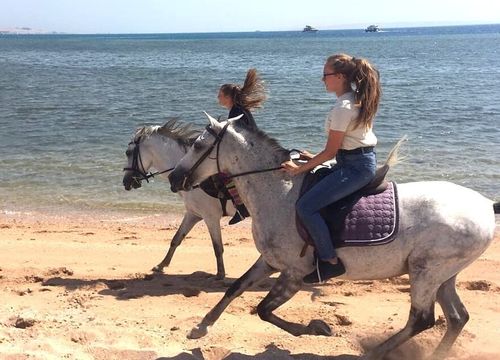 Horseback Riding from Soma Bay - Private Sea and Desert Rides