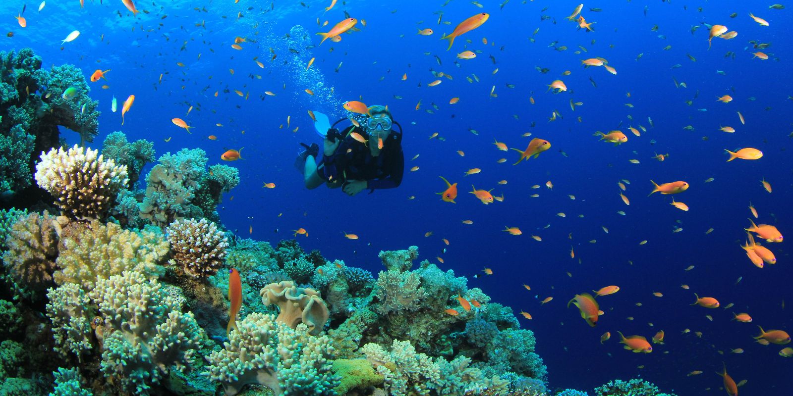 Intro Diving Hurghada Discover Scuba Diving Introductory Dive