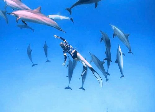 Dolphin House snorkeling kelionė - Shaab Samadai rifas Marsa Alam 
