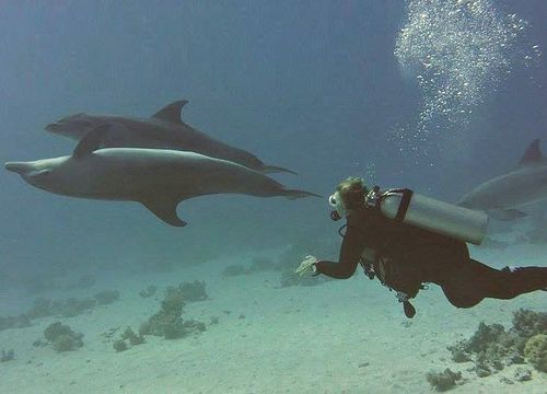Sataya Dolphin Reef Overnight - 2 Day Liveaboard