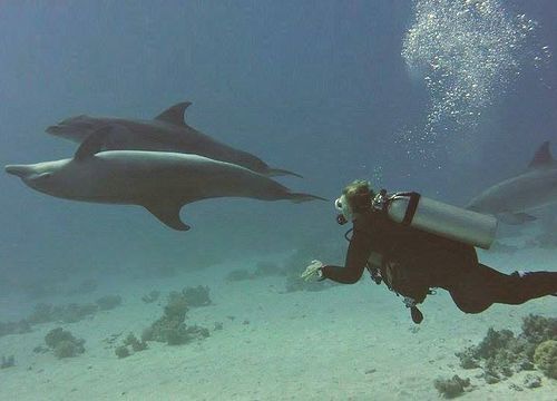 Sataya Dolphin Reef Peste noapte - Liveaboard de 2 zile