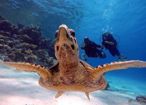 Scufundări zilnice și pachete de scufundări în Marsa Alam 