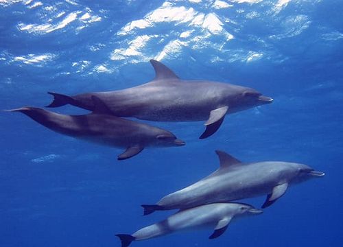 Plavání s delfíny v Hurghadě a výlet na šnorchlování 