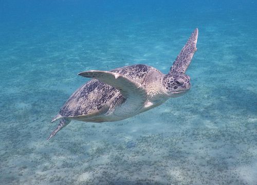 Visos dienos snorkeling kelionė ir plaukimas su vėžliais ir Dugongs iš El Gouna 