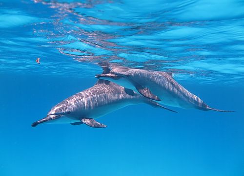 Înot cu delfinii și excursie cu snorkeling de la Marsa Alam 