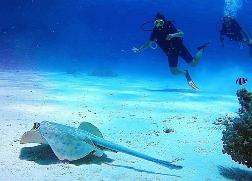 Nardymo dienos išvykos ir kasdieninė nardymo valtis iš Marsa Alam 