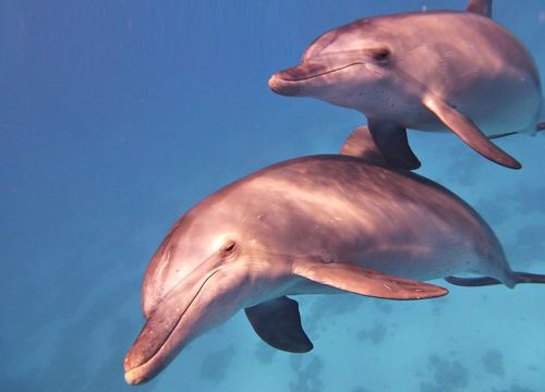 Plavání s delfíny a šnorchlování z Makadi Bay 