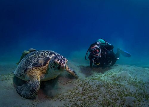 Scuba Diving in Hurghada - Diving Training & Trip