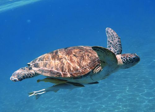 Excursie de snorkeling în Golful Abu Dabbab 