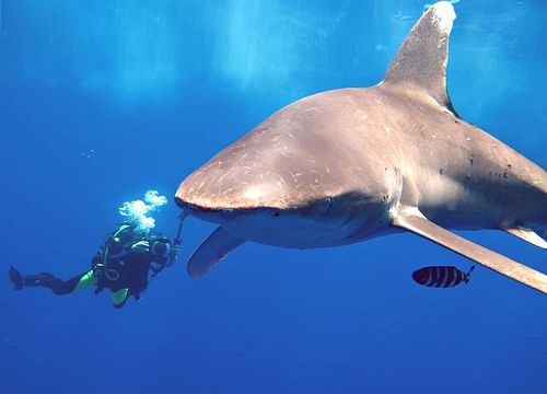 PADI išplėstinis atviro vandens nardymo kursas iš Sahl Hasheesh 