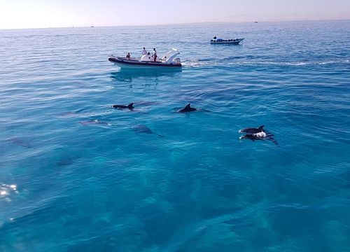 Rychlostní člun Makadi Bay: Soukromý výlet na šnorchl a plavání s delfíny 