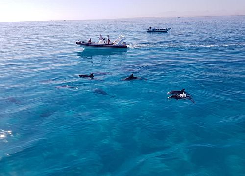 Barcă cu motor în Hurghada: excursie privată la snorkel și înot cu delfinii 