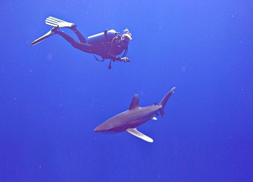 Curs de Scuba Diver în Marsa Alam 