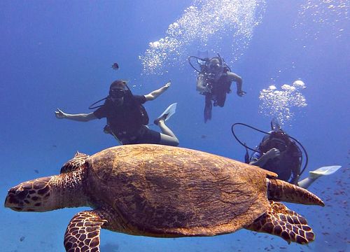 PADI pažangių atvirojo vandens narų kursai iš Safaga