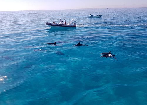 Greitaeigis kateris El Gouna: privati kelionė į snorkelį ir maudynės su delfinais 