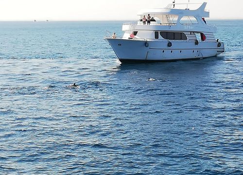 Excursie privată cu barca cu snorkeling și înot cu delfinii de la El Gouna 