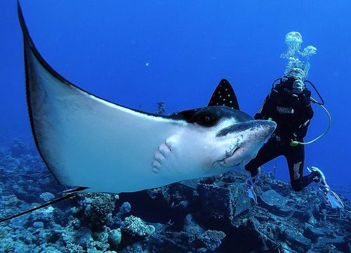 PADI Advanced Open Water Diver Course from Makadi Bay