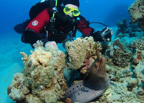 Kasdieniai nardymo ir nardymo paketai iš El Gouna