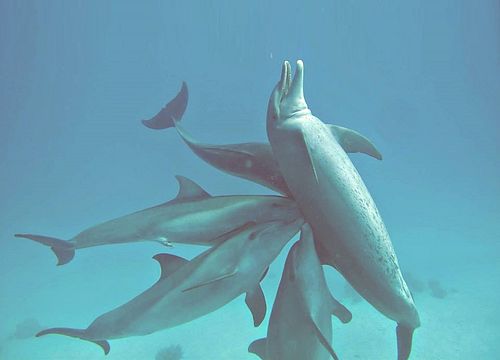 Plaukimas su delfinais ir nardymas iš Sahlo Hasheesho 
