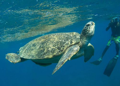 Celodenní výlet za šnorchlováním a plavání s želvami a dugongy ze Sahl Hasheesh 
