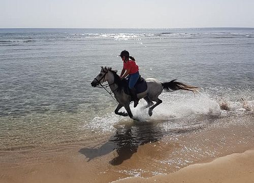 Jízda na koni ze Safagy - soukromé jízdy na moři a poušti 