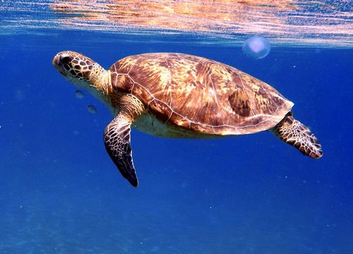 Excursie de o zi întreagă cu snorkeling și înot cu broaște țestoase și Dugongs din Safaga 