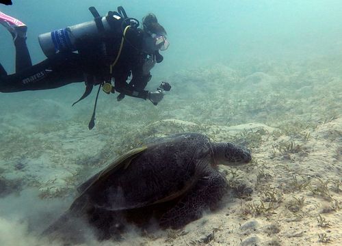 Intro Diving Sahl Hasheesh: Discover Scuba Diving & Introductory Dive