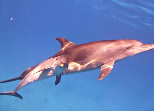 Plaukimas su delfinais ir nardymas iš Soma įlankos 