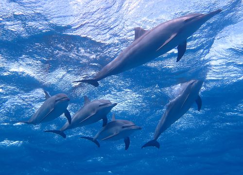 Sataya Dolphin Reef Excursie de o zi cu barca de la Marsa Alam 